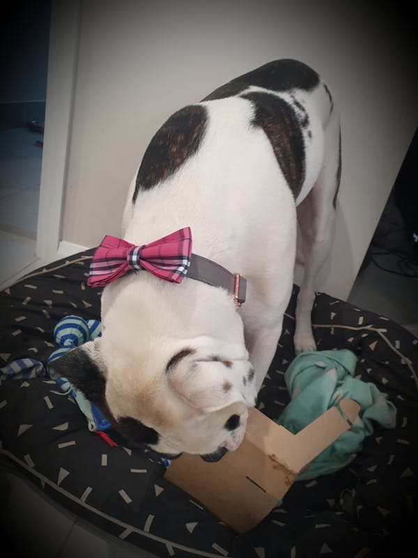 Dog Bow Tie Pink Check | Bold