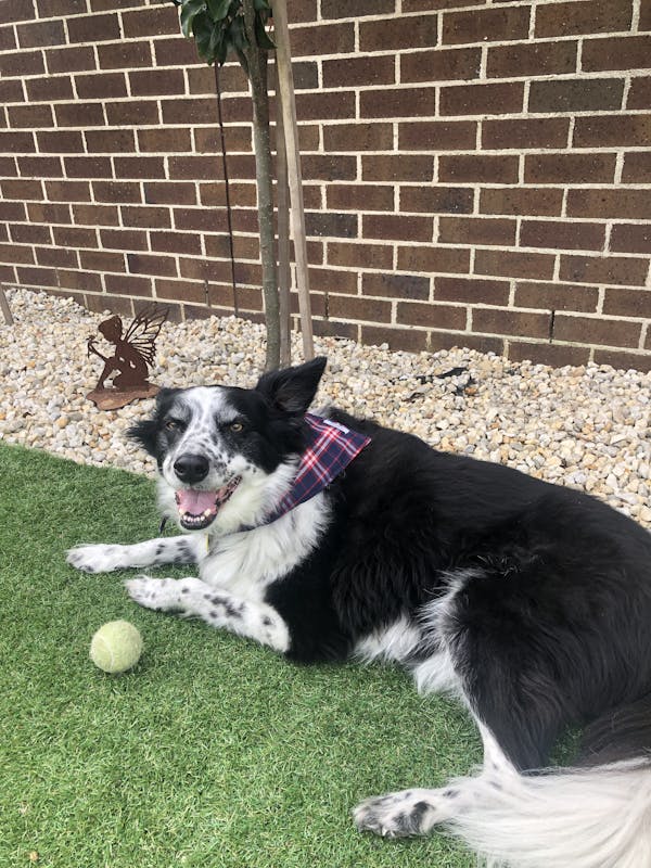 Dog Bandana Blue Check | Bold