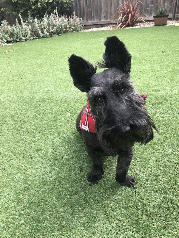 Dog Bandana Red Check | Bold