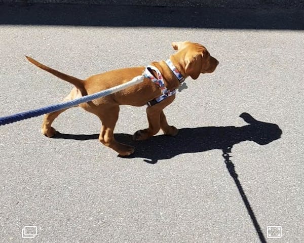 Dog Rope Leash Indigo | Twisted