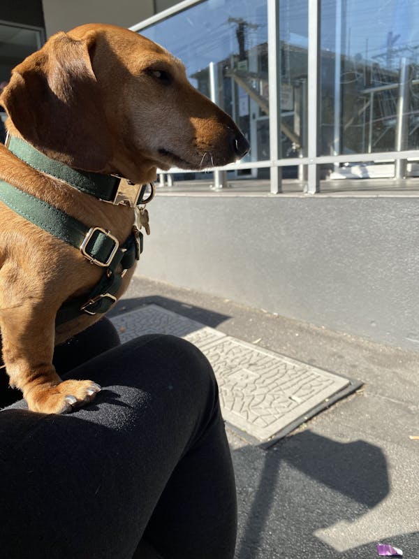 Dog Harness Velvet Green | Timeless