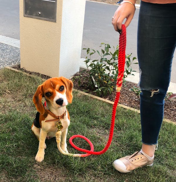 Dog Rope Leash Coral | Twisted