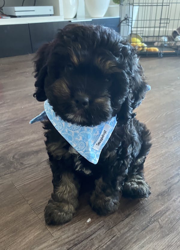 Dog Bandana Blue Paisley | Refined