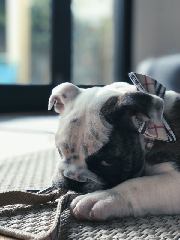 Dog Bow Tie Cream Check | Bold