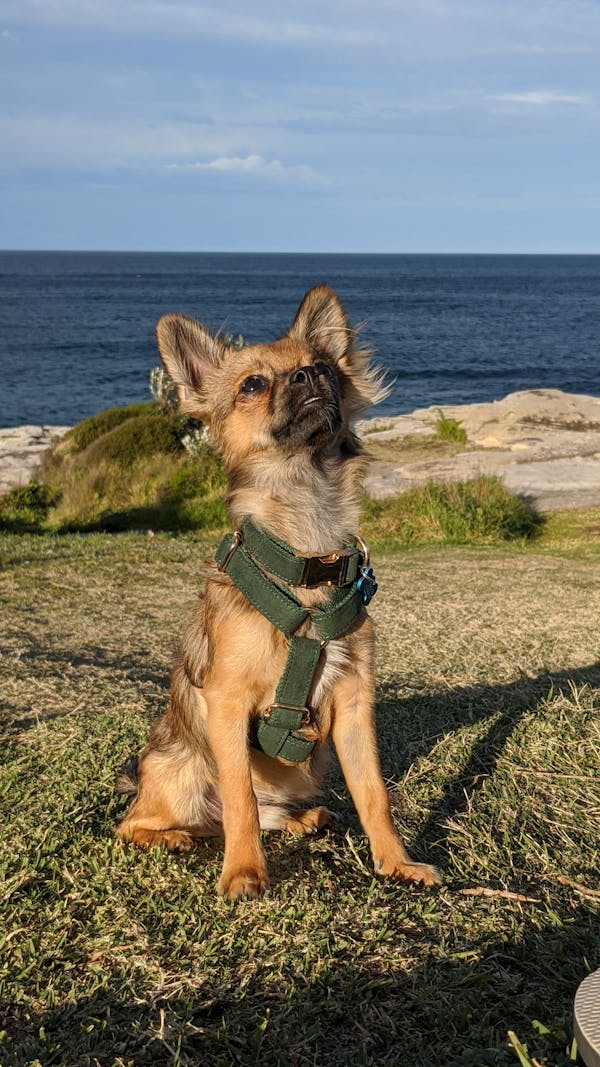 Dog Harness Velvet Green | Timeless