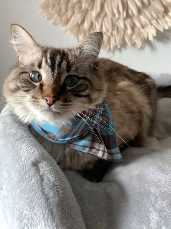 Dog Bandana Pink/Blue | Winter Warmers