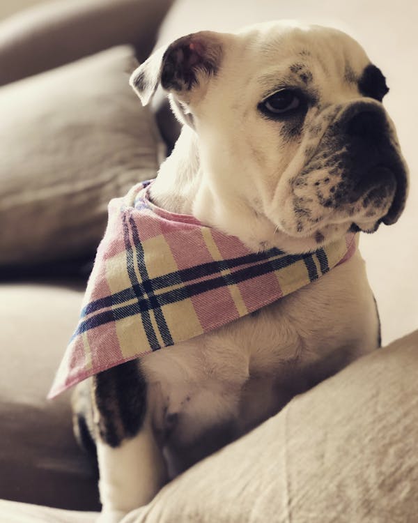 Dog Bandana Pink/Blue | Winter Warmers