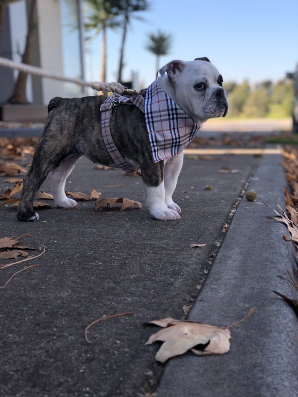 Dog Harness Cream Check | Bold