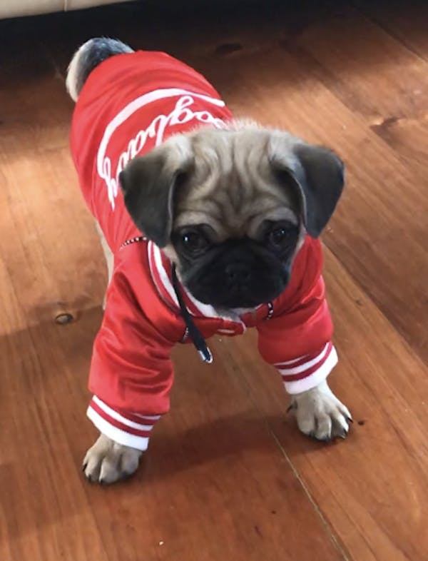 Dog Jacket Red | Dog Baby