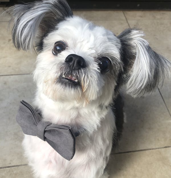 Dog Bow Tie Velvet Grey | Timeless