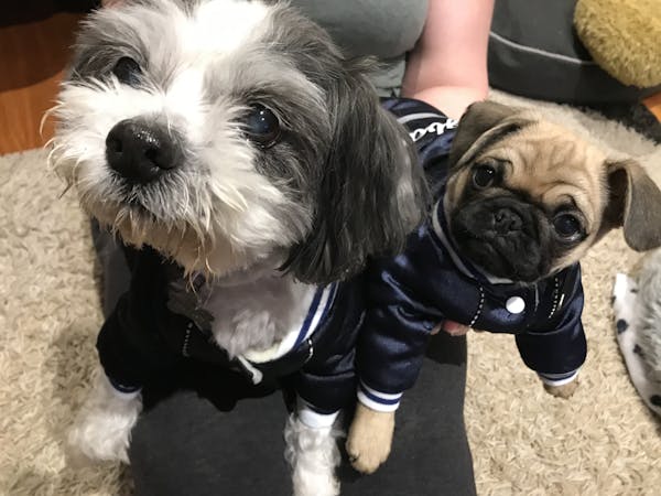 Dog Jacket Blue | Dog Baby