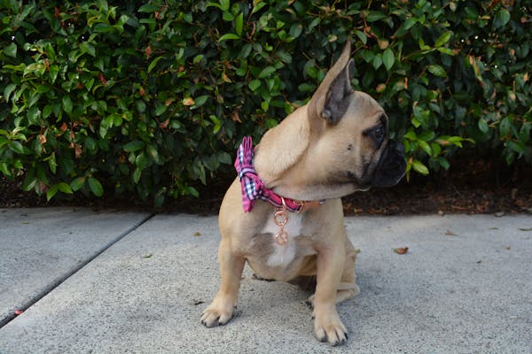 Dog Collar Pink Check | Bold