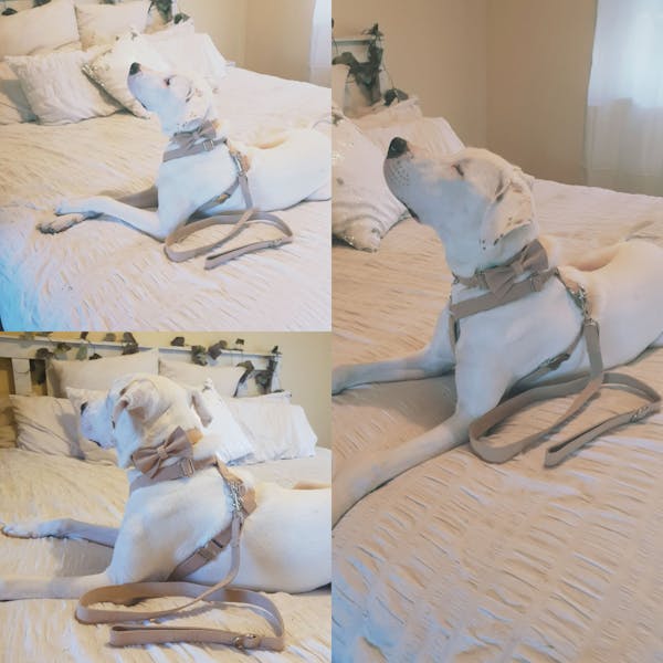 Dog Collar Velvet Wheat | Timeless
