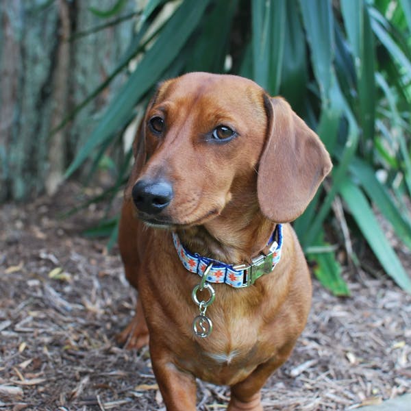 Dog Collar Carnival (Orange/Blue) | Fierce