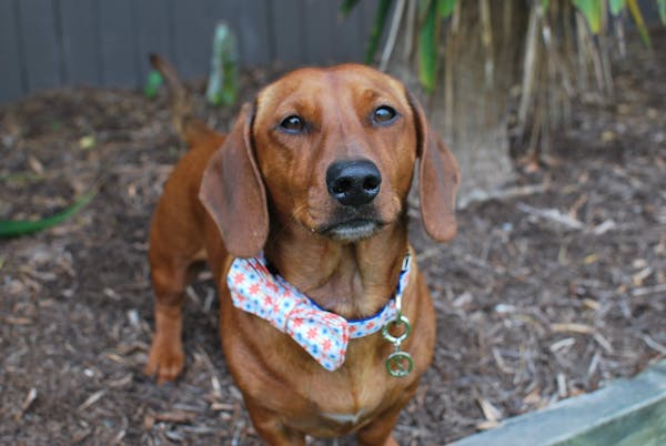Dog Bow Tie Carnival (Orange/Blue) | Fierce