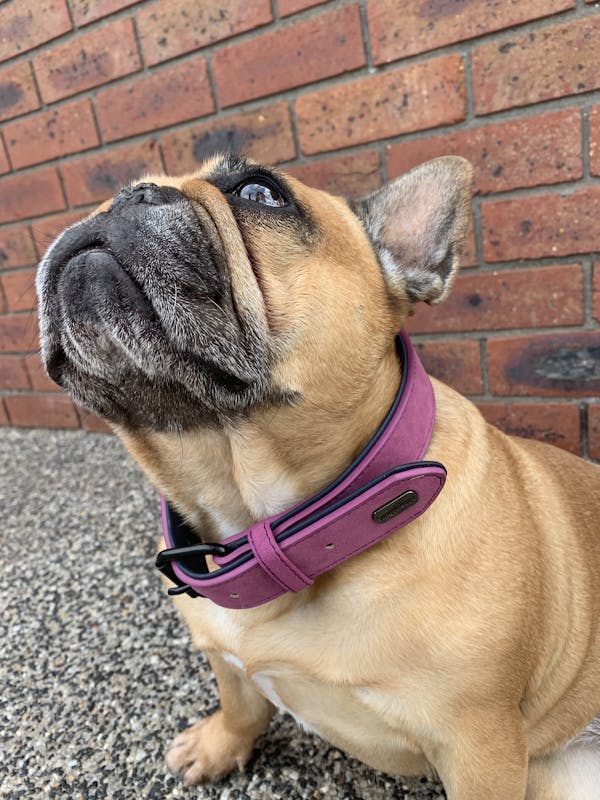 Dog Collar Fuchsia Pink | Loyal