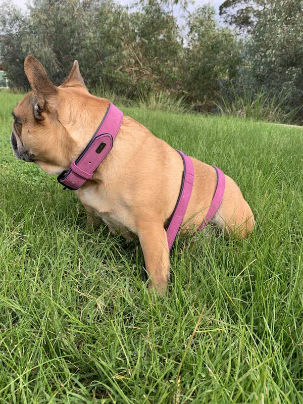 Dog Leash Fuchsia Pink | Loyal