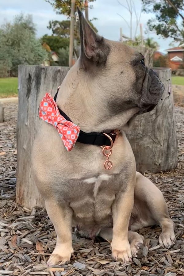 Dog Bow Tie Hipster (Orange/White) | Fierce