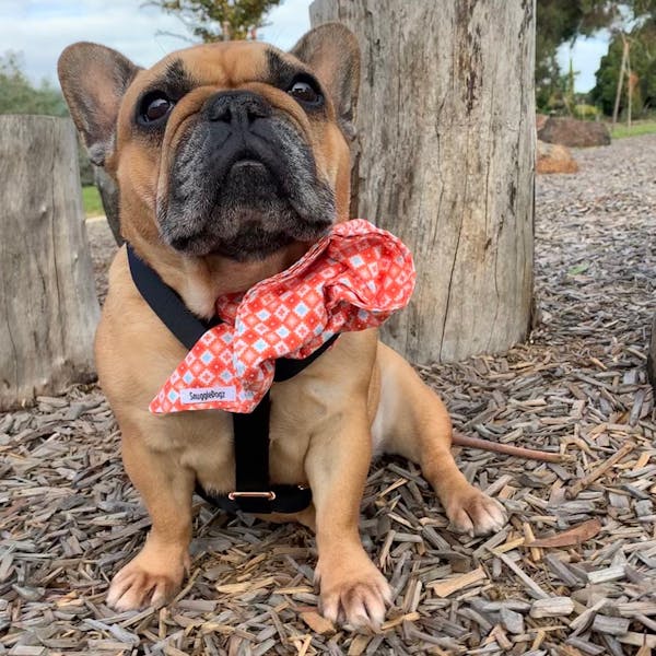 Dog Bandana Hipster (Orange/White) | Fierce