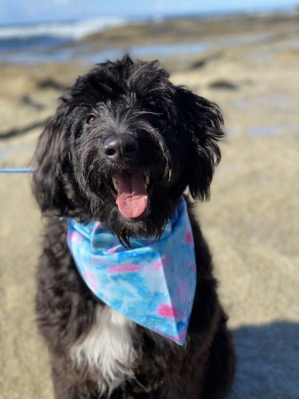 Dog Bow Tie Fantasy (Blue/Pink) | Fierce