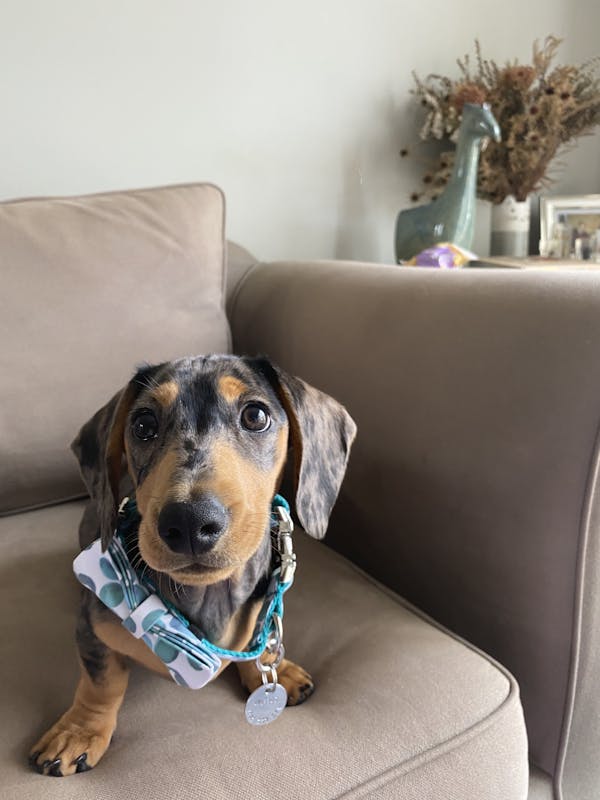 Dog Collar Bubbles (Green/White) | Fierce