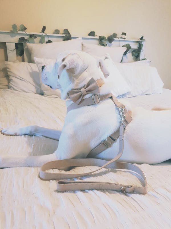 Dog Harness Velvet Wheat | Timeless
