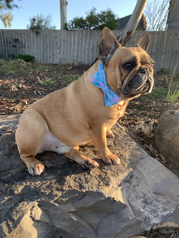 Dog Bow Tie Fantasy (Blue/Pink) | Fierce
