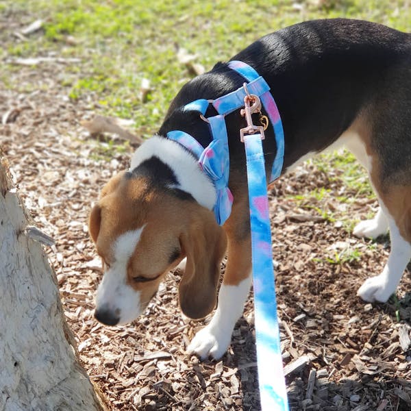 Dog Collar Fantasy (Blue/Pink) | Fierce