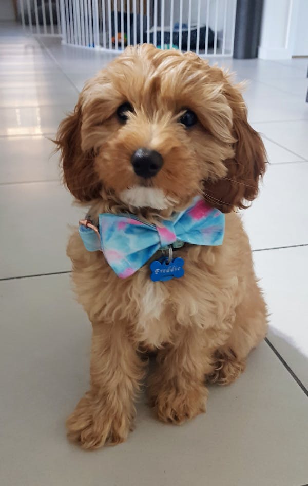 Dog Bow Tie Fantasy (Blue/Pink) | Fierce