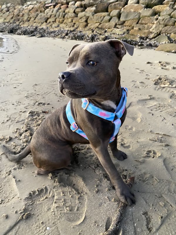 Dog Harness Fantasy (Blue/Pink) | Fierce