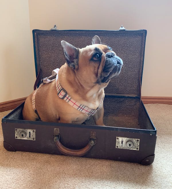 Dog Harness Cream Check | Bold