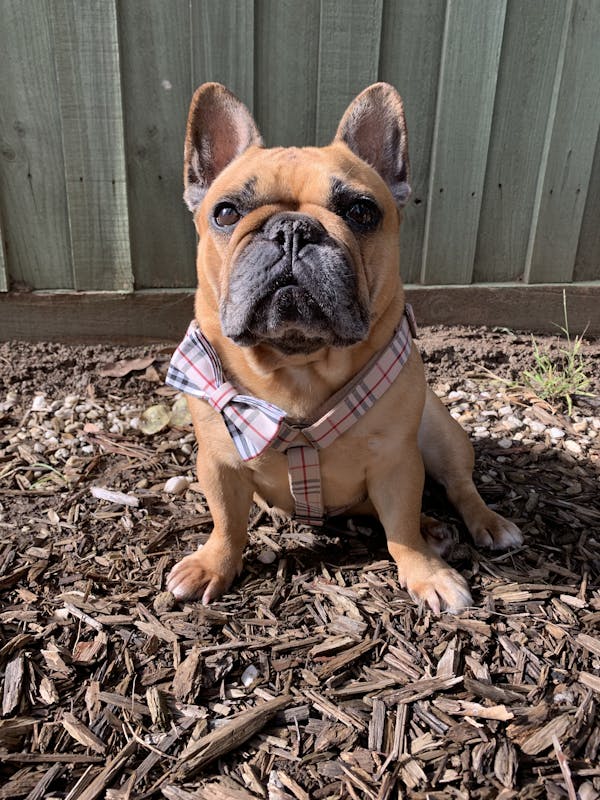 Dog Bow Tie Cream Check | Bold