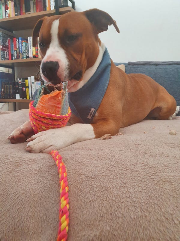 Dog Bandana Dark Denim | Timeless
