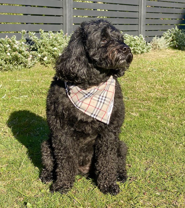 Dog Bandana Cream Check | Bold