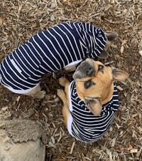 Bamboo Dog Hoodie | Blue/White Stripe