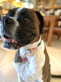 Dog Collar Green Leaf | Refined