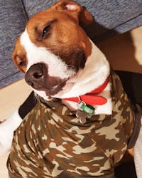 Bamboo Dog Hoodie | Camo