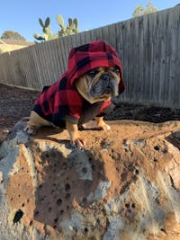 Bamboo Dog Hoodie | Red/Black Check