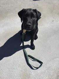 Dog Leash Velvet Green | Timeless