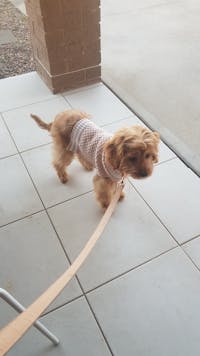 Dog Bow Tie Velvet Wheat | Timeless