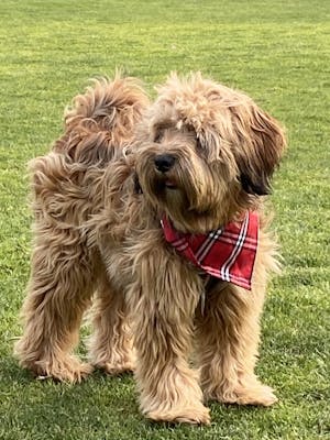 Dog Bandana Red Check | Bold