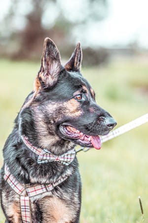 Dog Harness Cream Check | Bold