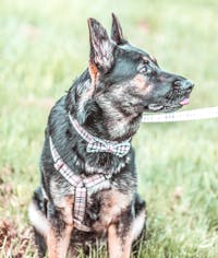 Dog Collar Cream Check | Bold