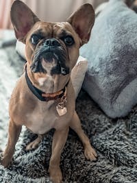 Dog Collar Jet Black | Glamorous
