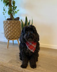 Dog Bandana Red Check | Bold