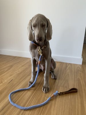 Rope Dog Leash Dreamy Blue | Twisted 2.0