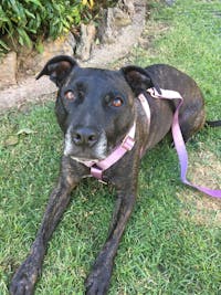 Dog Harness Lilac Purple | Glamorous