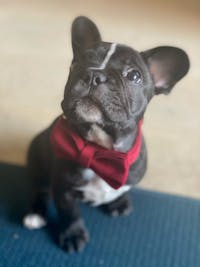 Dog Bow Tie Velvet Red | Timeless