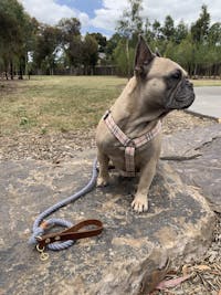 Rope Dog Leash Silver Grey | Twisted 2.0