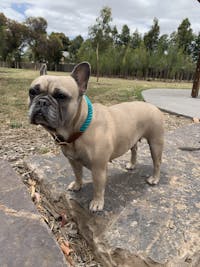 Rope Dog Collar Teal Green | Twisted 2.0